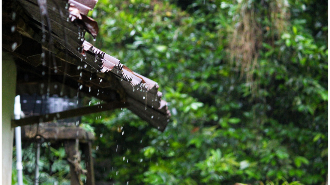 Monsoon Fragrance: When Rain Meets Flowers