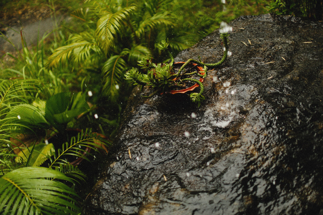 The Science Behind Petrichor: Why We Love the Smell of Rain
