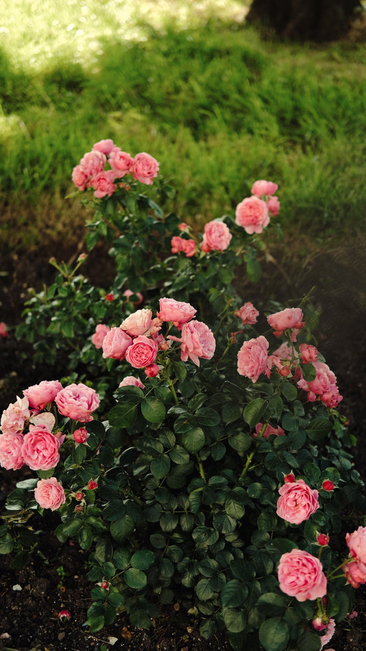 Why Do We Think Rose Is Feminine?