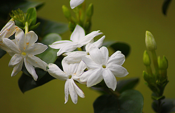 Floral Perfumes