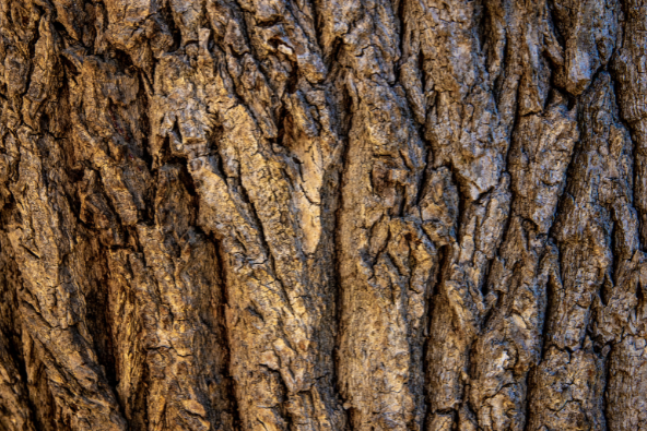 Woody Perfumes