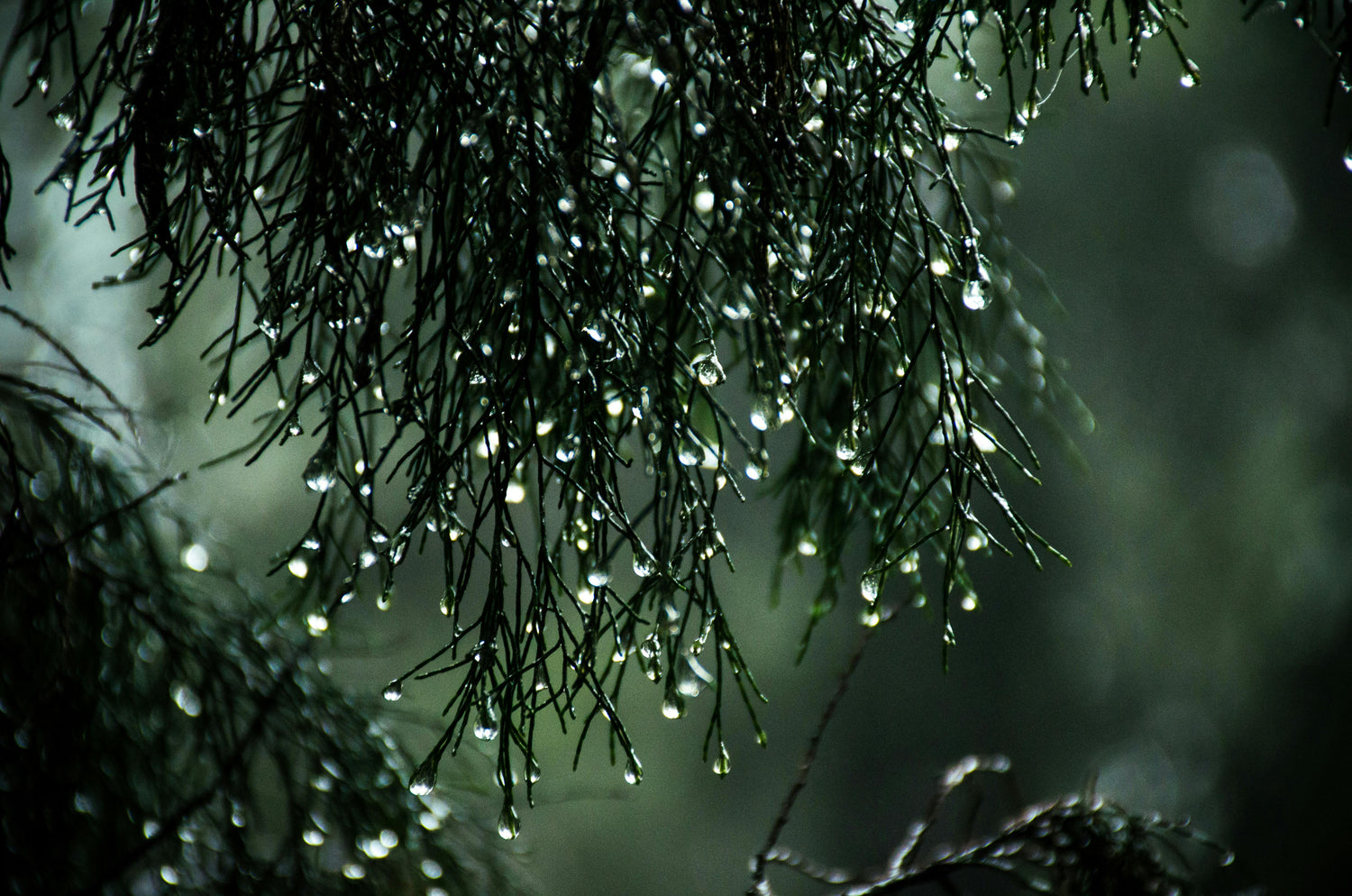 Ambient Series - A Fragrance Story